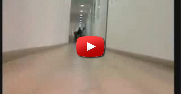 O Pitbull Bebe Cheio De Energia
